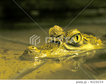 caiman caiman 9329254