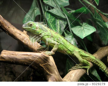green iguana 9329279