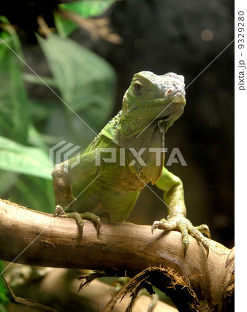 green iguana 9329280