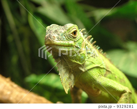 green iguana 9329281