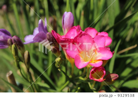 フリージア 9329538