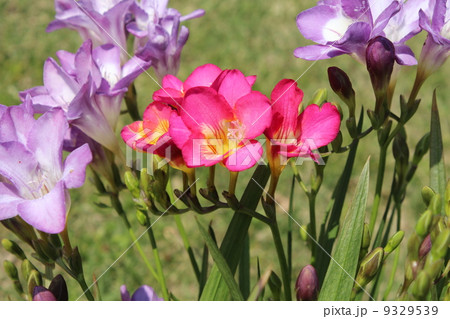 フリージア 9329539