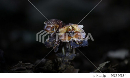 クロヤツシロラン　正面と左向き 9329584