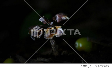 クロヤツシロランとドングリ 9329585