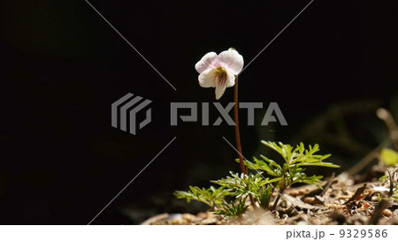 一輪のヒゴスミレ 9329586