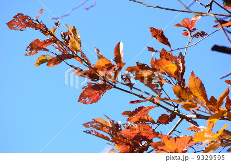 青空と紅葉する葉 9329595