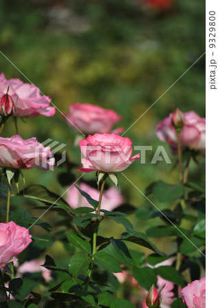 咲き乱れるニコールたち 9329800