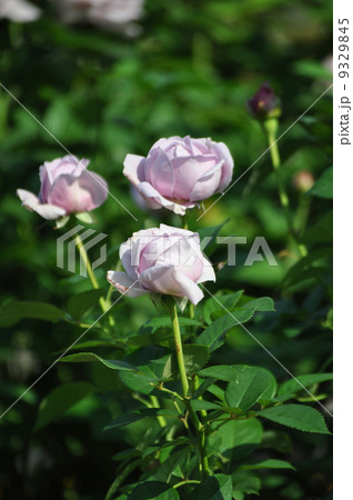 いっぱい咲くしのぶれど 9329845