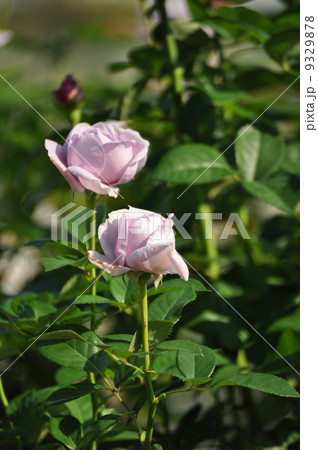 そびえたつしのぶれど そびえたつしのぶれど 9329878