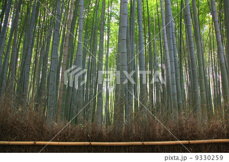 嵯峨野・竹林の道 9330259