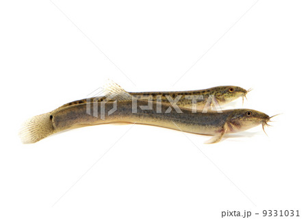 ドジョウの写真素材