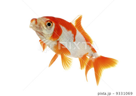 サラサワキン サラサワキン 9331069