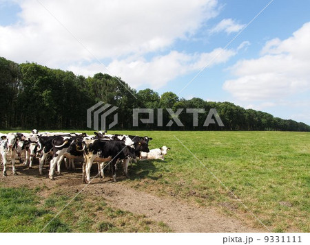 世界遺産　オランダ　スホクラントとその周辺　牛 9331111