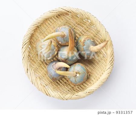 くわい くわい 9331357