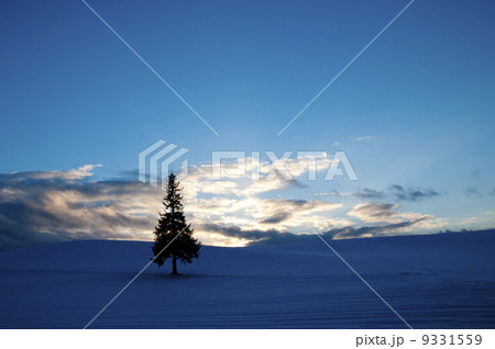 丘の上の松の木　美瑛町 9331559