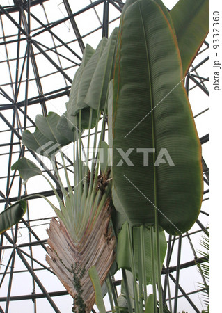 東京都立夢の島熱帯植物館 9332360
