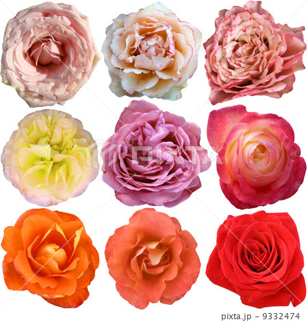 The rose blooms The rose blooms 9332474