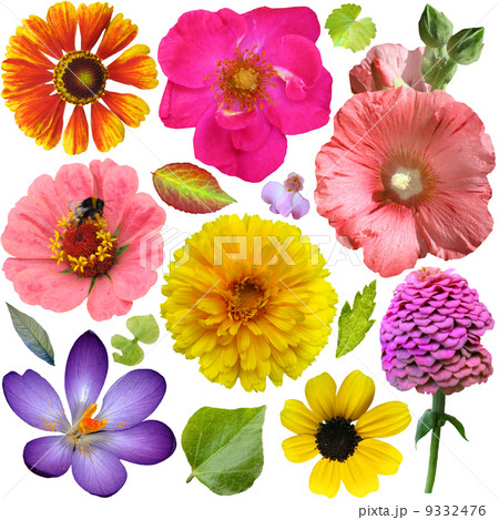Big Selection of Colorful Flowers Isolated on White Background 9332476