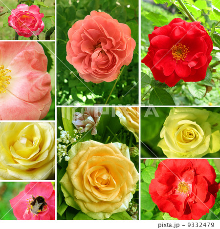 Beautiful collage of roses 9332479