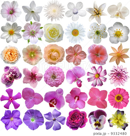 Big Selection of Various Flowers Isolated on White Background 9332480