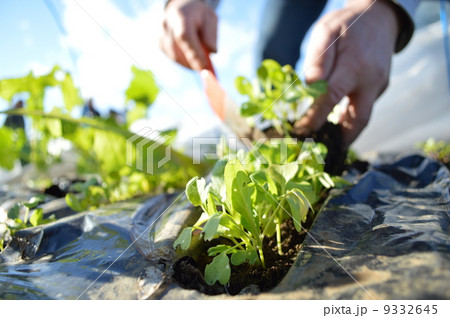 小松菜 9332645