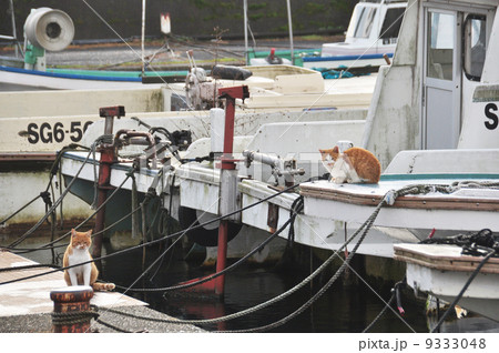 漁港の猫22 漁港の猫22 9333048