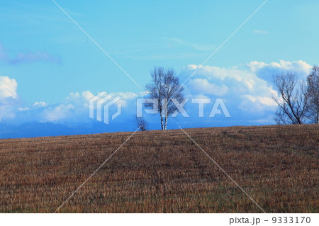 美瑛の丘 9333170