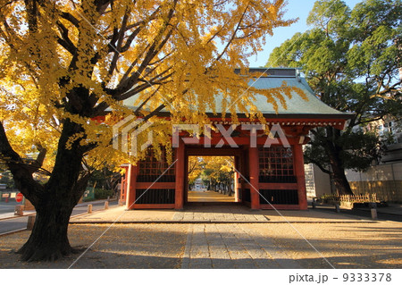 葛飾八幡宮　イチョウ 9333378