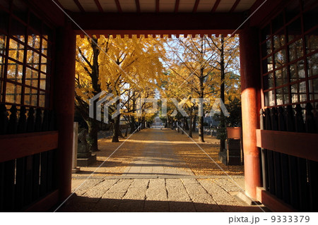 葛飾八幡宮 イチョウ 葛飾八幡宮 イチョウ 9333379