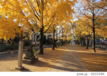 葛飾八幡宮 イチョウ 葛飾八幡宮 イチョウ 9333380