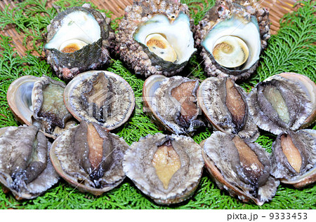 アワビ・サザエ 9333453