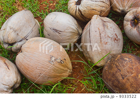 Mature Coconut Fruit On The Grass Floor. 9333522