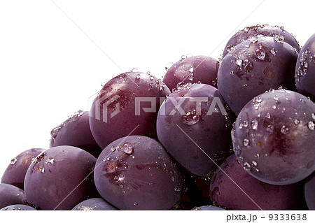 ぶどう・巨峰・日本原産 9333638