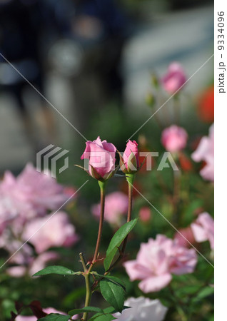 桜貝のちいさなつぼみ 9334096