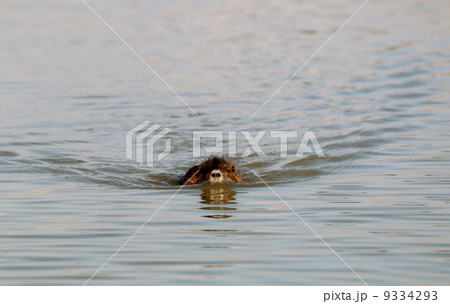 ヌートリア 9334293