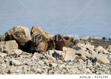 ヌートリア 9334296