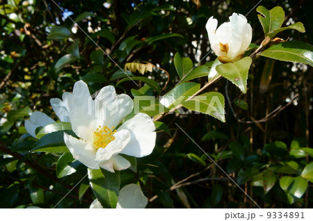 白い山茶花 9334891
