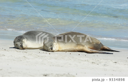 Seals, Kangaroo Island, Australia Seals, Kangaroo Island, Australia 9334898