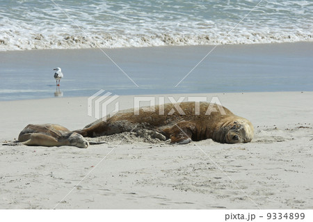 Seals, Kangaroo Island, Australia 9334899