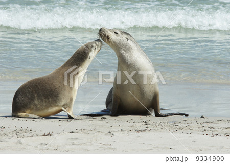 Seals, Kangaroo Island, Australia 9334900