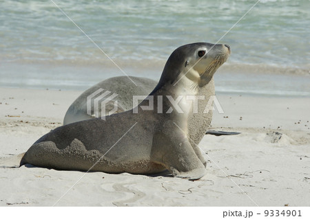 Seals, Kangaroo Island, Australia 9334901