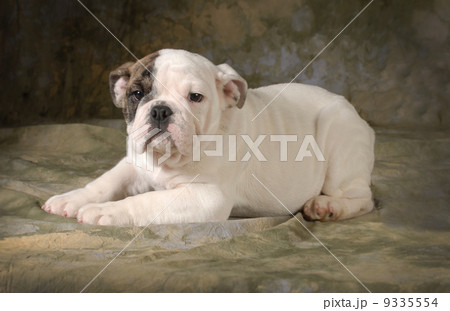 cute puppy cute puppy 9335554