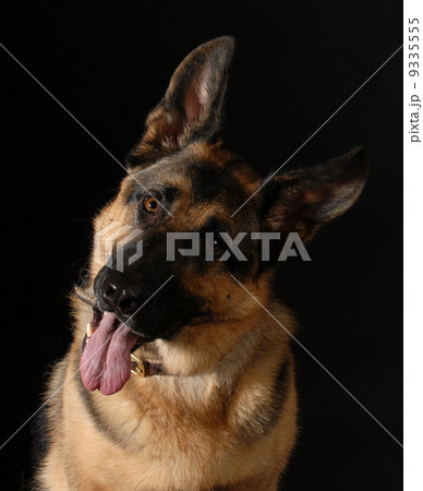 german shepherd german shepherd 9335555