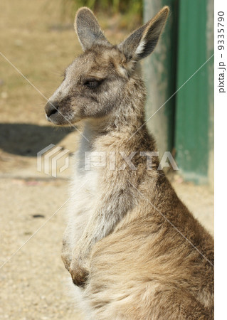 Great Grey Kangaroo, Australia 9335790