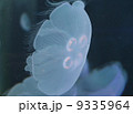 クラゲ 9335964
