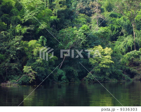 green tree in forest and river green tree in forest and river 9336303