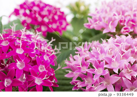 ピンクのペンタスの花 9336449
