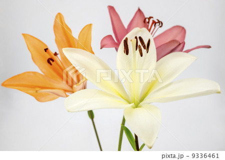三色のスカシユリの花 三色のスカシユリの花 9336461