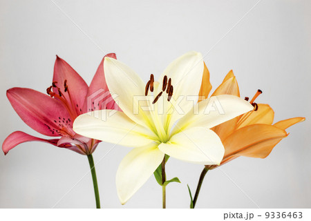 三色のスカシユリの花 三色のスカシユリの花 9336463