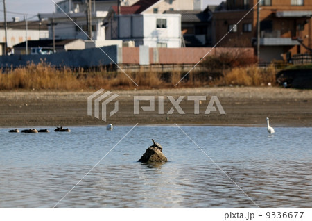 亀の甲羅干し 亀の甲羅干し 9336677